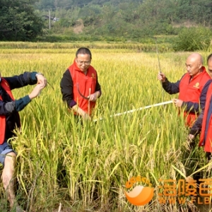 涪陵： 发展再生稻  端牢“中国饭碗”  水稻田实现“吨水稻”2000斤 ... ...