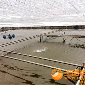 涪陵: 开展重点水产品专项质量监测