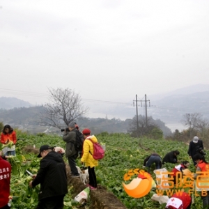 涪陵：志愿者为抗战老兵收砍青菜头 助农收砍青菜头涪陵民生工程 ... ...
