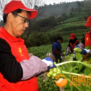 涪陵：长跑协会助残支农收砍青菜头