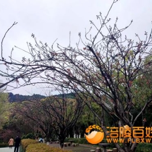 白鹤公园：红色健身道美丽樱花林待开花