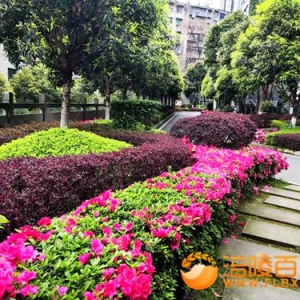 杜鹃花盛开的政馨园