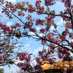 樱花盛开   松花香鼻