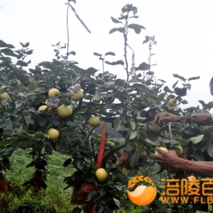 科技助农 翠玉梨、奈李丰收