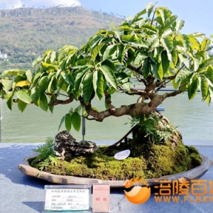涪陵长江盆景艺术展