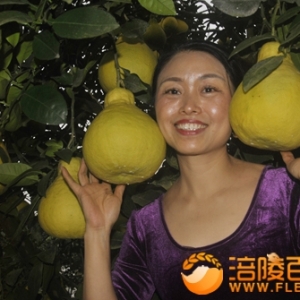 巴清涪州情柚中国长寿柚之乡