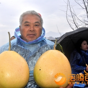 涪陵白涛“战柚”文化节