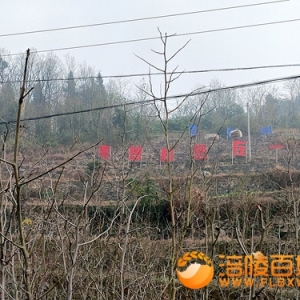 枣子天下枣想和您在一起