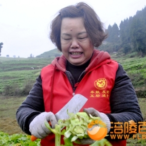 红十字志愿者砍收青菜头助农增收