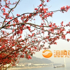涪陵：海棠飘香喜迎龙年