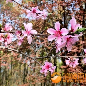 桃花盛开的白鹤森林镜湖天光