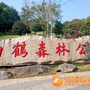 白鹤公园樱花还有3-7天盛开