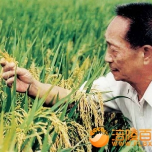 喜欢《杂交水稻》40周年邮票