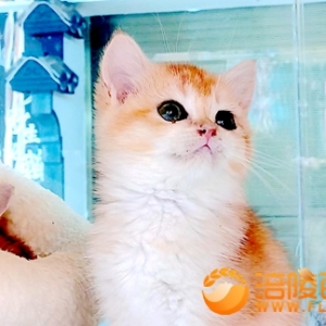 买猫到涪陵泽胜