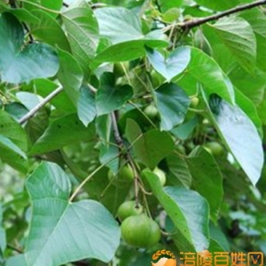 涪陵：第一个全国劳模油桐农民张继先