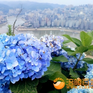绣球花簇拥长江乌江涪陵城