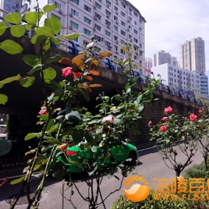 玫瑰花香涪陵妇幼保健立交桥