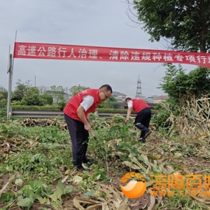 治理高速公路行人违规种植农作物