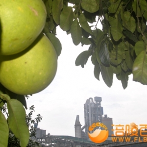 涪陵:百万吨水泥迎国庆75周年