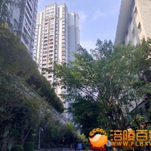 政馨苑小区金秋十月桂花飘香