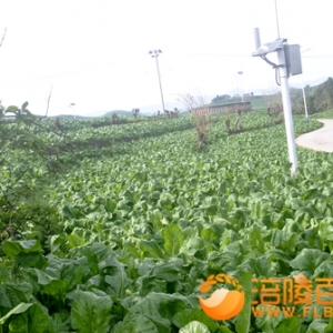 涪陵蛇年青菜头长势喜人