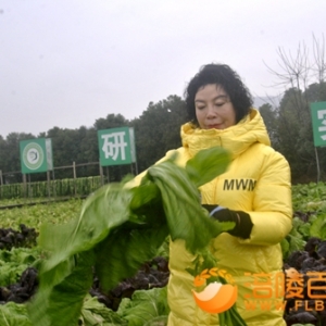 世界榨菜第一村物业人助农收砍青菜头
