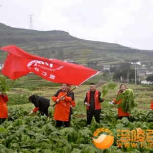 收砍青菜头地飘扬敦仁民协会旗