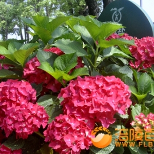 绣球花争艳涪陵文化地标—荔圃春风公园 打造全国最大荔枝绣球花公园 ...