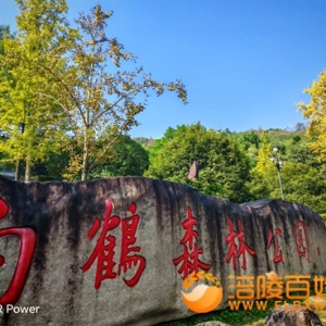 秋色浓浓白鹤森林公园