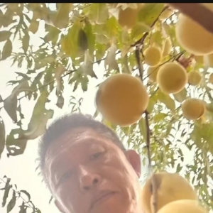 武隆鸭江一果农的蜜桃成熟了