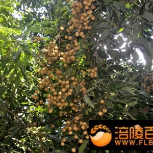 龙眼飘香涪陵
